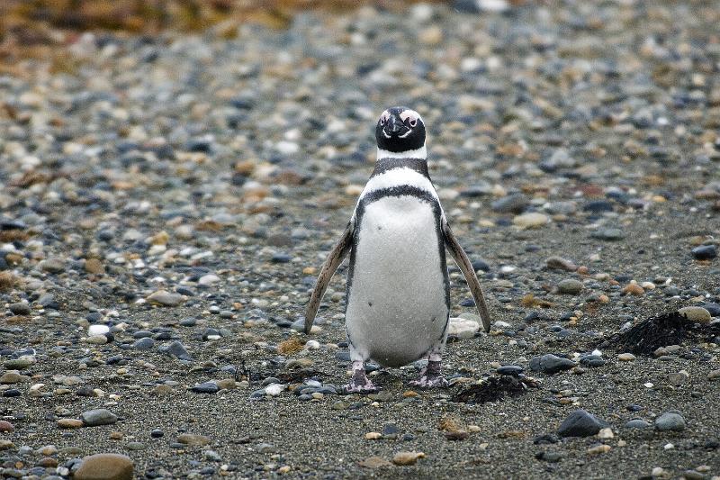 20071214 105926 D200 3900x2600.jpg - March of the Penguins, Otway Sound, Puntas Arenas, Chile.  This one is on contract to Pittsburgh